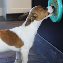 Lickable Suction Cup Reward Pet Dish - 6