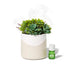Lifelines Plant Diffuser -Succulent