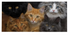 CATS! Switch Mat
