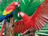 Scarlet Macaw 400 Piece Puzzle