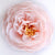 Cherry Blossom Heirloom Rose
